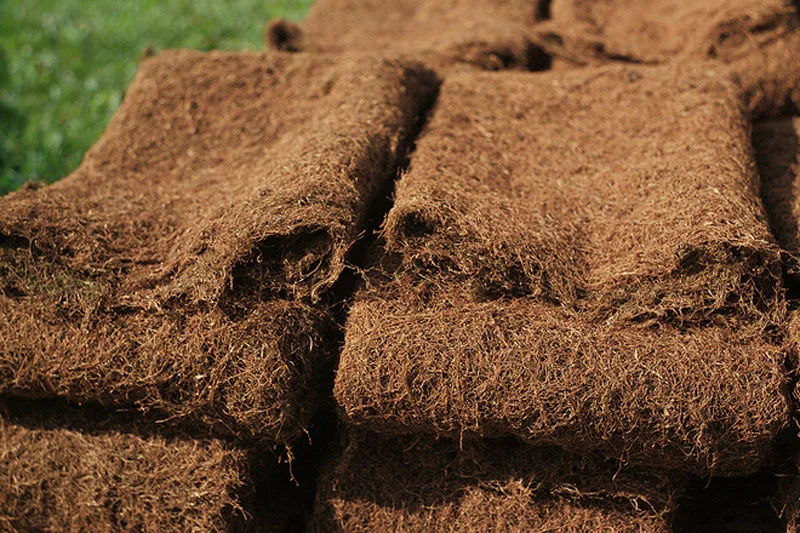 Thuốc lào Hải Phòng