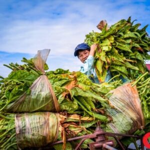 Thuốc Lào Kỳ Đồng