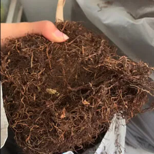 Thuốc Lào Kỳ Đồng