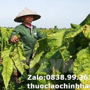 Thuốc Lào Tiên Lãng Hải Phòng Loại 1