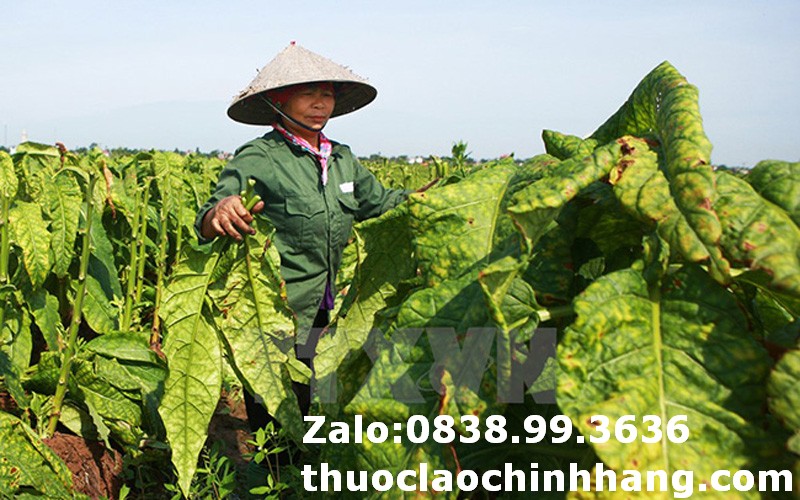 Đặc sản thuốc lào 36 Thanh Hóa