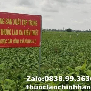 Thuốc lào Hải Phòng loại êm (1 lạng)