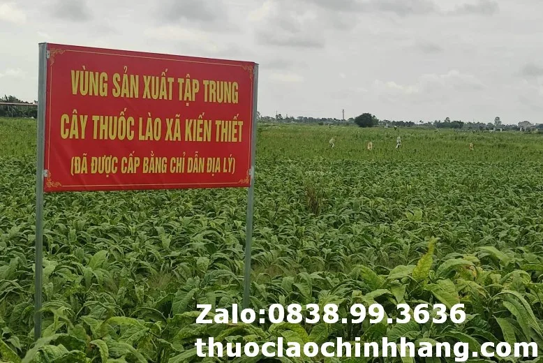 Thuốc lào Hải Phòng loại êm (1 lạng)