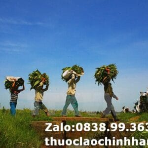 Thuốc Lào Xóm Mới Sài Gòn - TPHCM