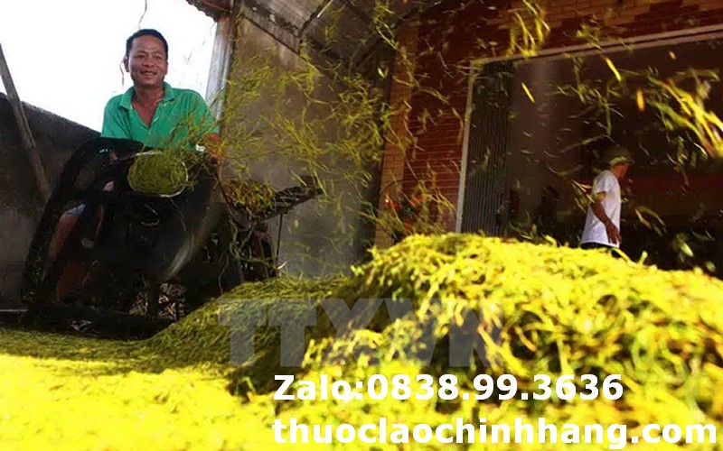 Thuốc Lào Làm Từ Gì? - Tìm Hiểu Thành Phần Của Thuốc Lào