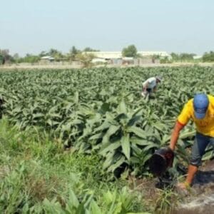 Thuốc Lào Xóm Mới Sài Gòn - TPHCM