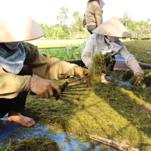 Thuốc Lào Con Gà - Hương Vị Đặc Trưng Của Thuốc Lào Truyền Thống