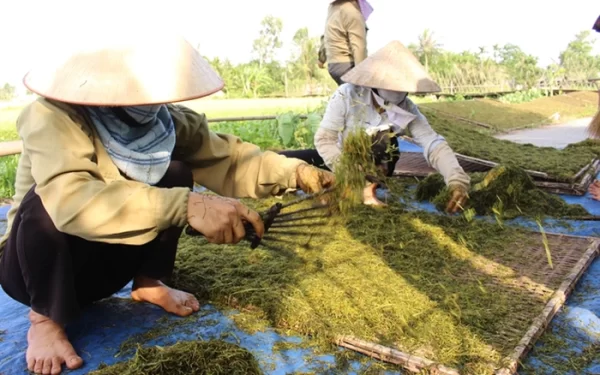 Thuốc Lào Cống Vua – Hương Vị Đậm Đà, Say Êm Ái