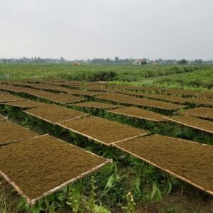 Thuốc Lào Viễn Dương - Đẳng Cấp Hương Vị, Trải Nghiệm Khác Biệt