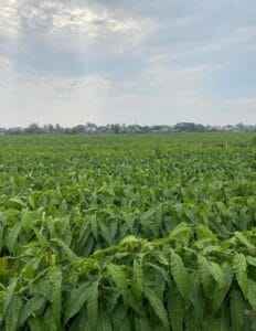 Top vùng trồng thuốc lào nổi tiếng nhất Việt Nam hiện nay