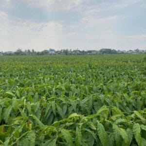 Thuốc Lào Con Gà - Hương Vị Đặc Trưng Của Thuốc Lào Truyền Thống