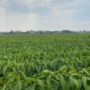 Thuốc Lào Con Gà - Hương Vị Đặc Trưng Của Thuốc Lào Truyền Thống