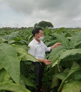 Các vùng trồng thuốc lào nổi tiếng nhất Việt Nam