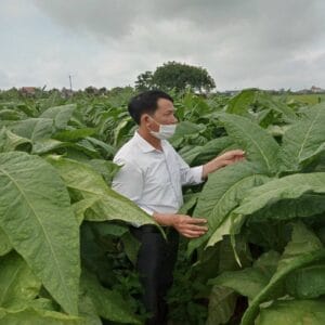 Thuốc lào Đại Hào Kiệt – Đẳng Cấp Thưởng Thức Cho Người Sành