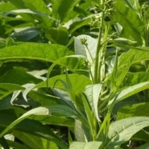 Thuốc Lào Con Gà - Hương Vị Đặc Trưng Của Thuốc Lào Truyền Thống