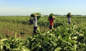 Hương vị đặc trưng của thuốc lào vùng núi phía Bắc
