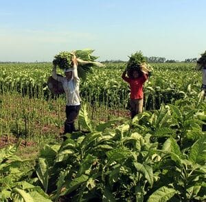 Hương vị đặc trưng của thuốc lào vùng núi phía Bắc