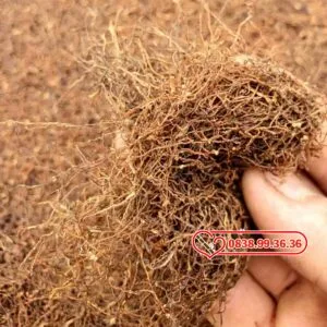 Thuốc Lào Chiến Thắng