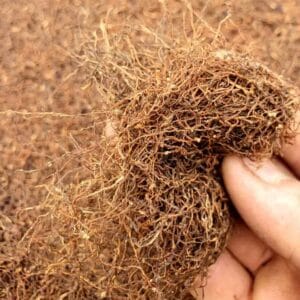 Thuốc lào đất phù sa có ngon hơn không và lý do từ thổ nhưỡng