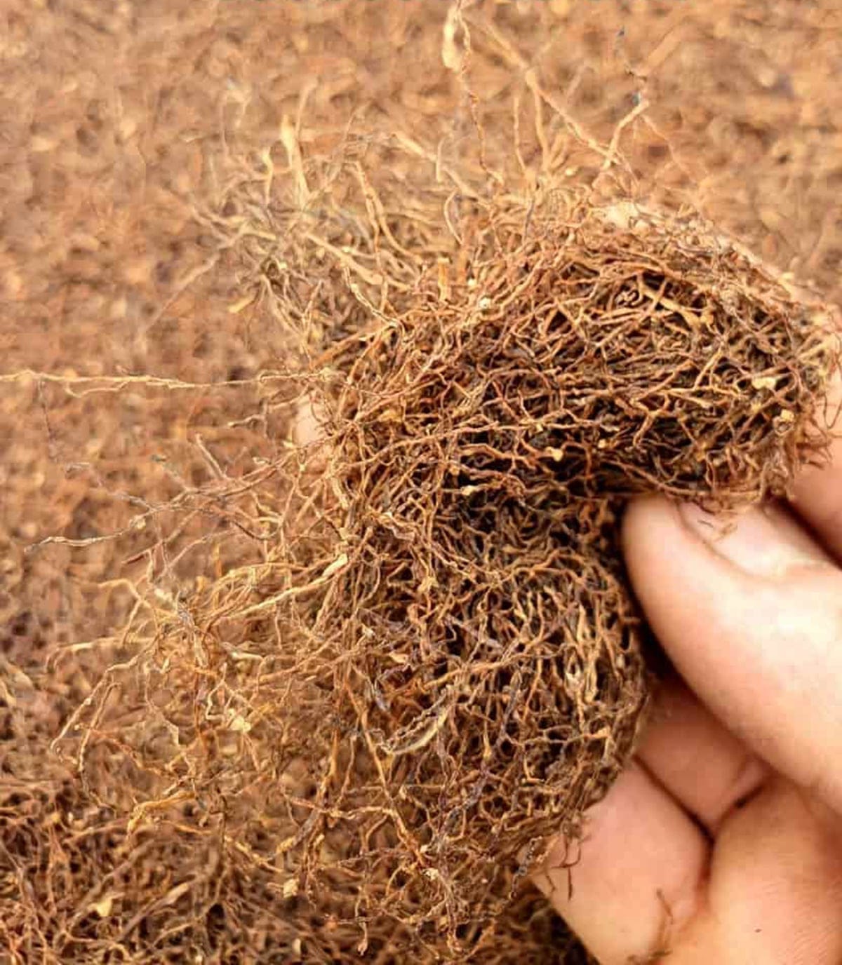 thuốc lào đất phù sa