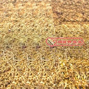 Thuốc Lào Xuân Trường