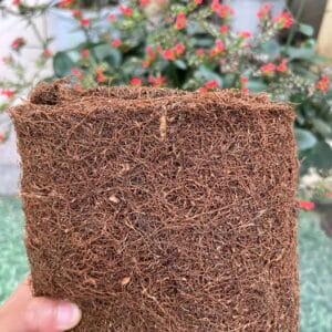 Thuốc Lào Sài Gòn Mua ở đâu chuẩn vị, giá tốt