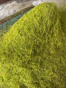 Thuốc lào Thanh Hóa chính gốc