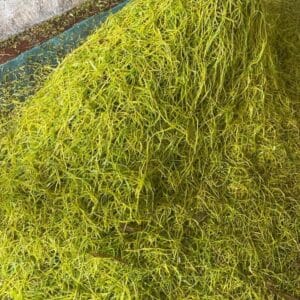 Thuốc Lào Long Đế - Tuyệt Phẩm Tinh Hoa Từ Tiên Lãng, Hải Phòng