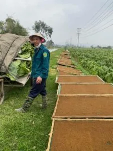 Thuốc lào Thanh Hóa Đặc sản văn hóa xứ Thanh