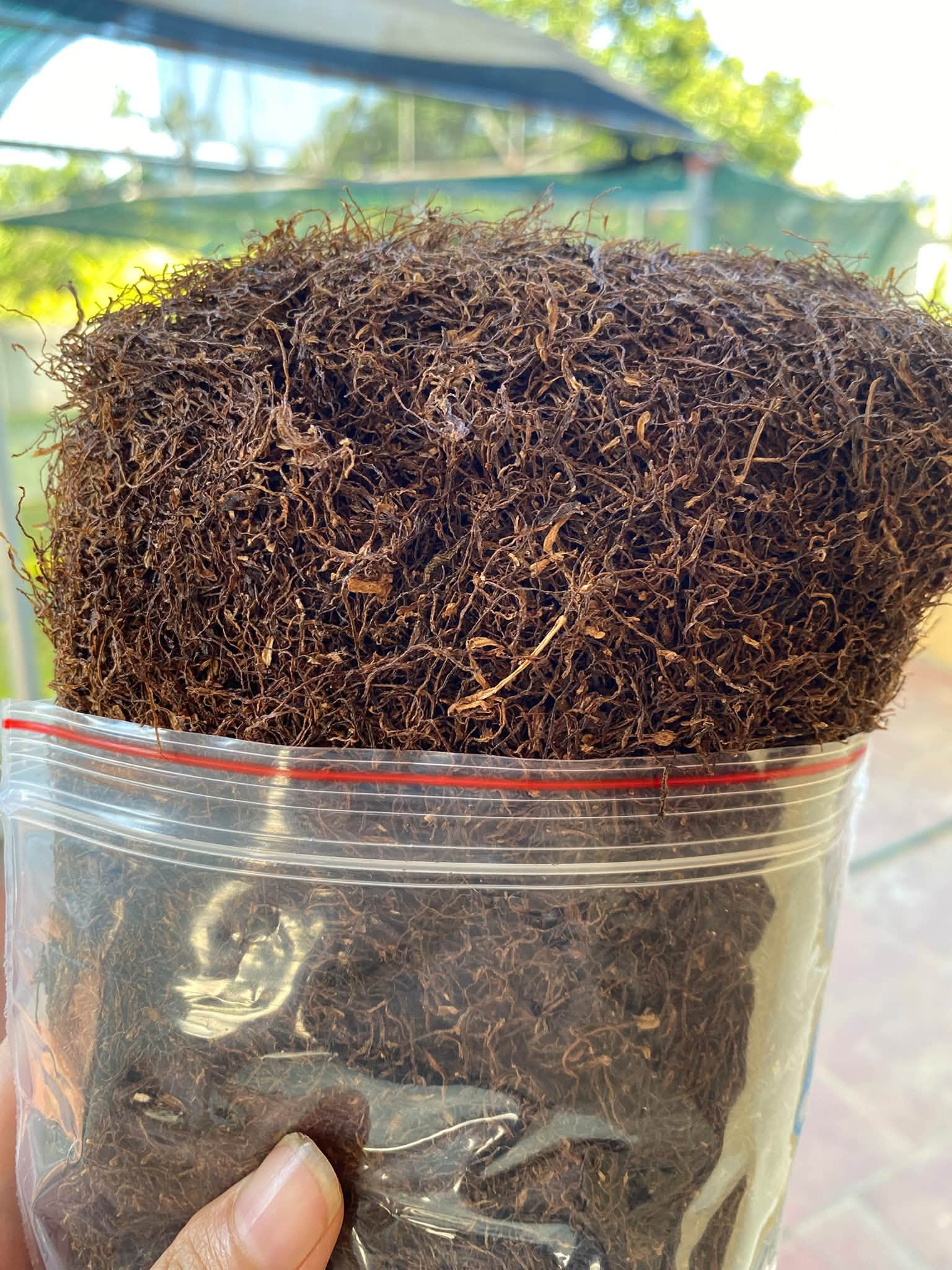 thuốc lào tiến vua loại đặc biệt biếu sếp sang trọng