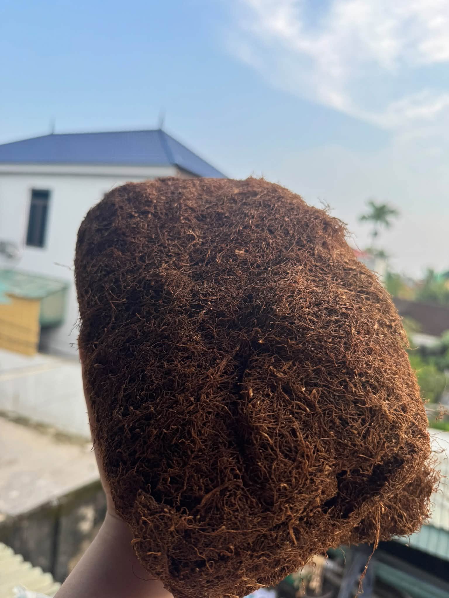 thuốc lào Hoằng Hóa Thanh Hóa sợi mộc chính gốc